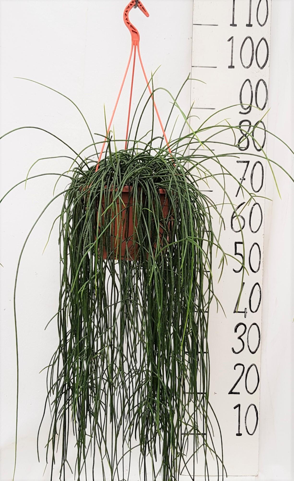 Rhipsalis Flocosa -  Ø20Cm - ↕60Cm