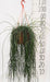 Rhipsalis Flocosa -  Ø20Cm - ↕60Cm