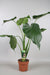 Alocasia Cucullata - Hoogte 90-100 - Ø17Cm - ↕90Cm