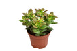 Crassula Minor - Ø10,5Cm - ↕15Cm