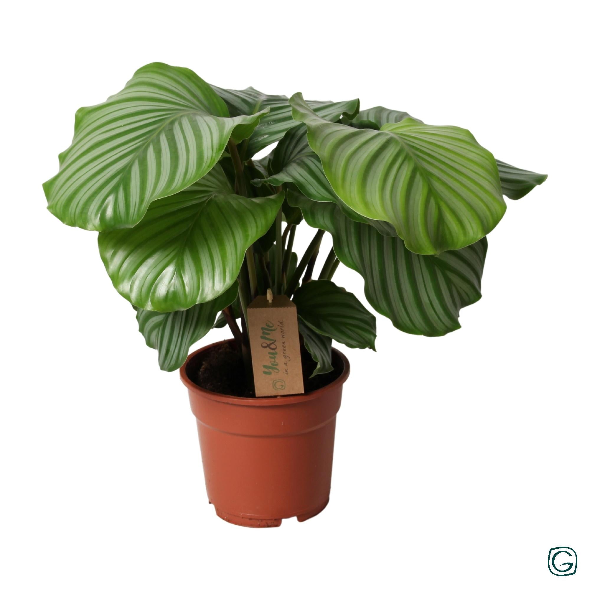 Calathea Orbifolia 17Cm - Ø17Cm - ↕35Cm