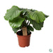 Calathea Orbifolia 17Cm - Ø17Cm - ↕35Cm