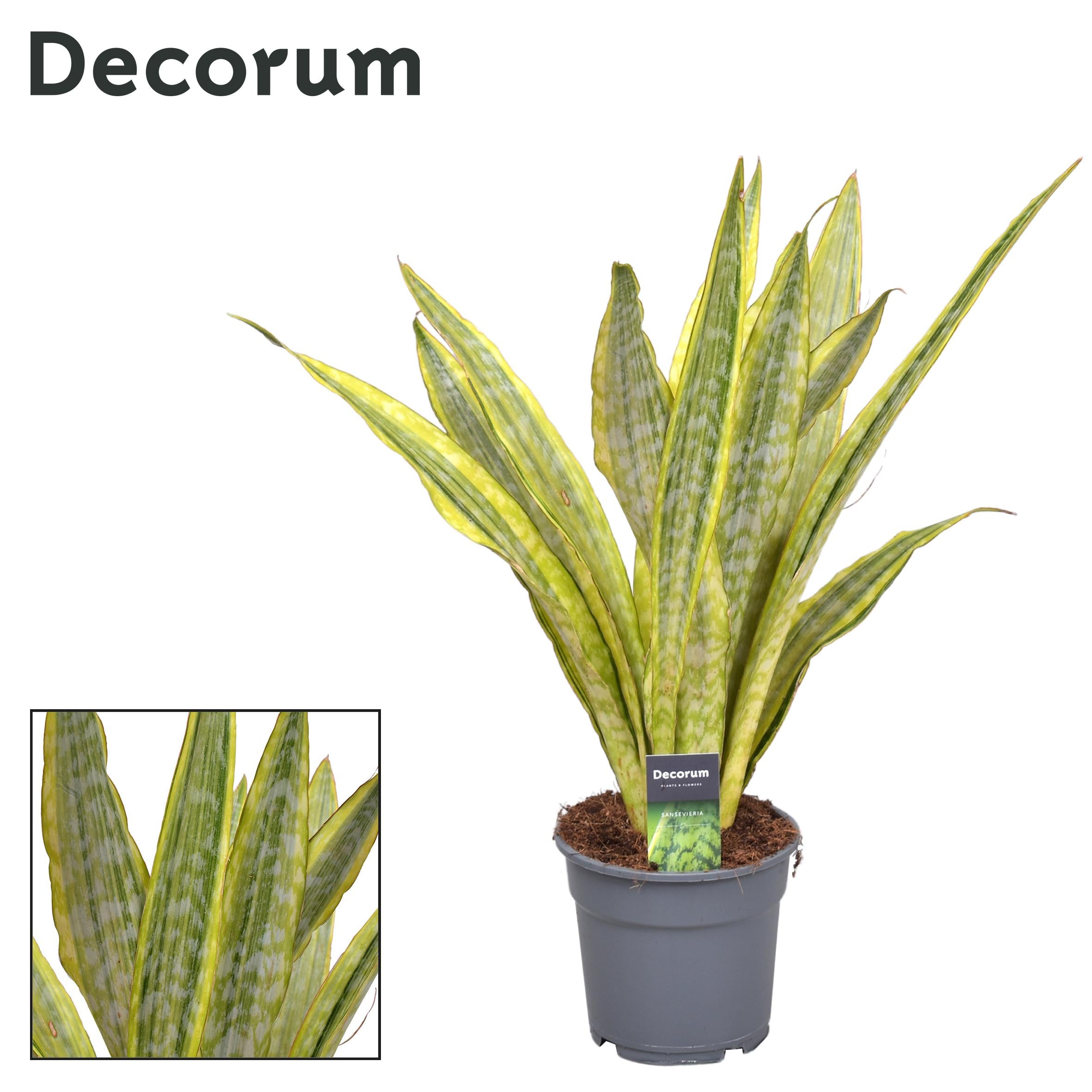 Sansevieria Aubrytniana Metallica (Decorum) - Ø17Cm - ↕70Cm