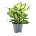 Dieffenbachia Camilla 2 Pp - Ø14Cm - ↕35Cm