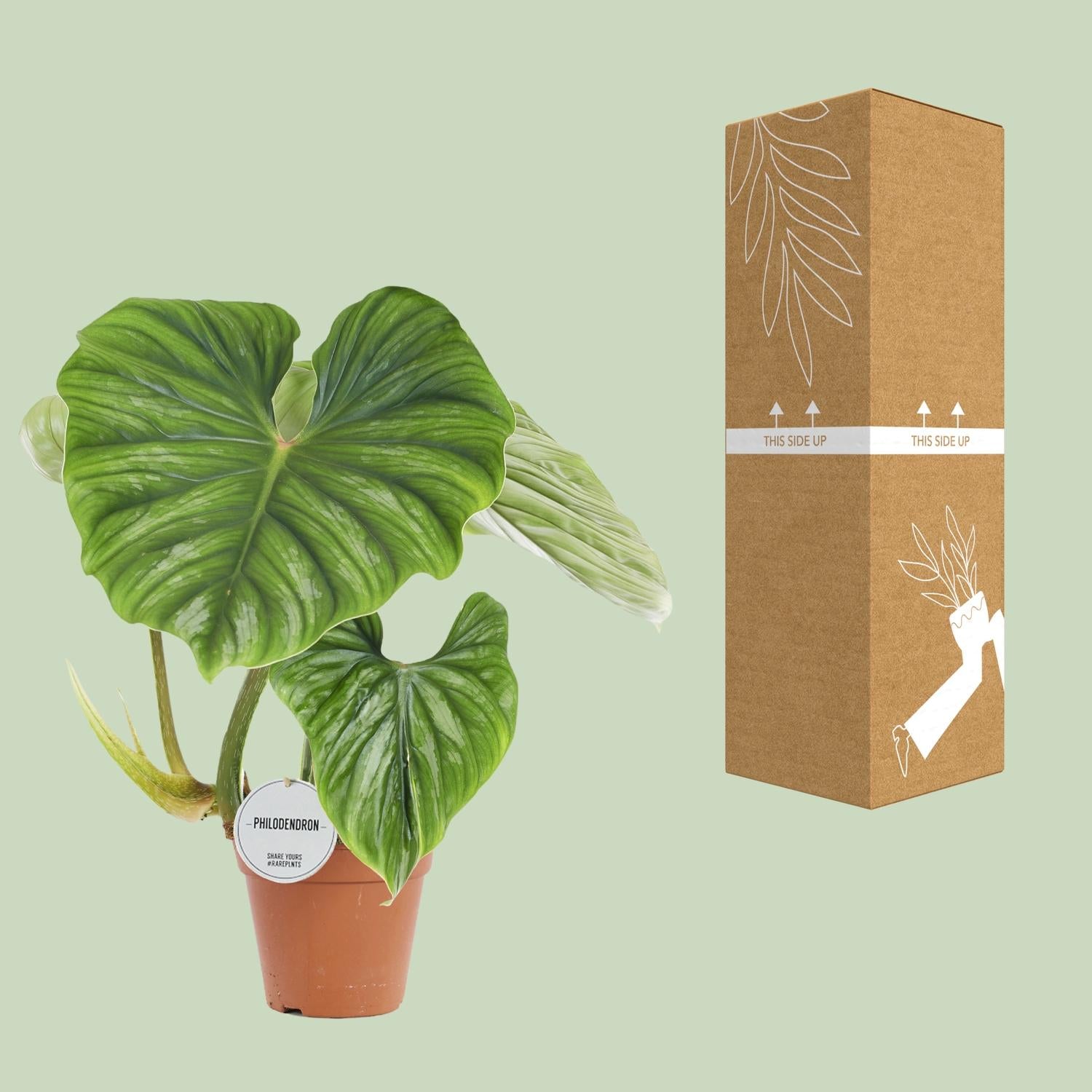 Philodendron Plowmanii - Ø15Cm - ↕50Cm