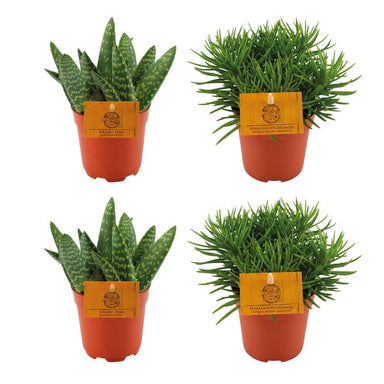 2X Aloe Paradisicum + 2X  Senecio Himalaya - 4 Stuks - Ø10.5Cm - ↕10Cm