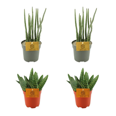 2X Aloe Paradisicum + 2X  Senecio Stapeliaeformis - 4 Stuks - Ø10.5Cm - ↕10Cm
