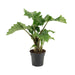 Alocasia Low Rider - Ø17Cm - ↕50Cm