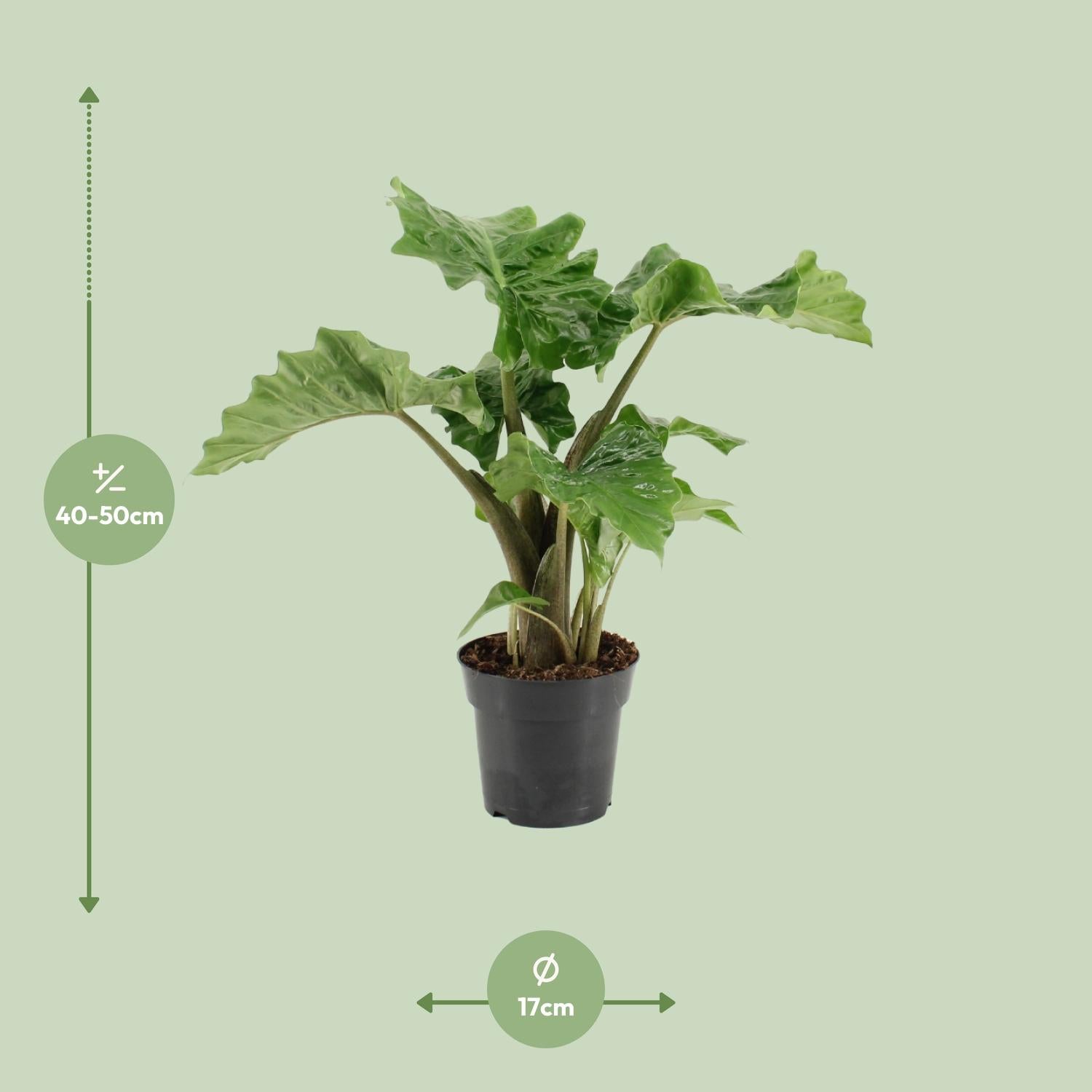 Alocasia Low Rider - Ø17Cm - ↕50Cm