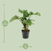 Alocasia Low Rider - Ø17Cm - ↕50Cm