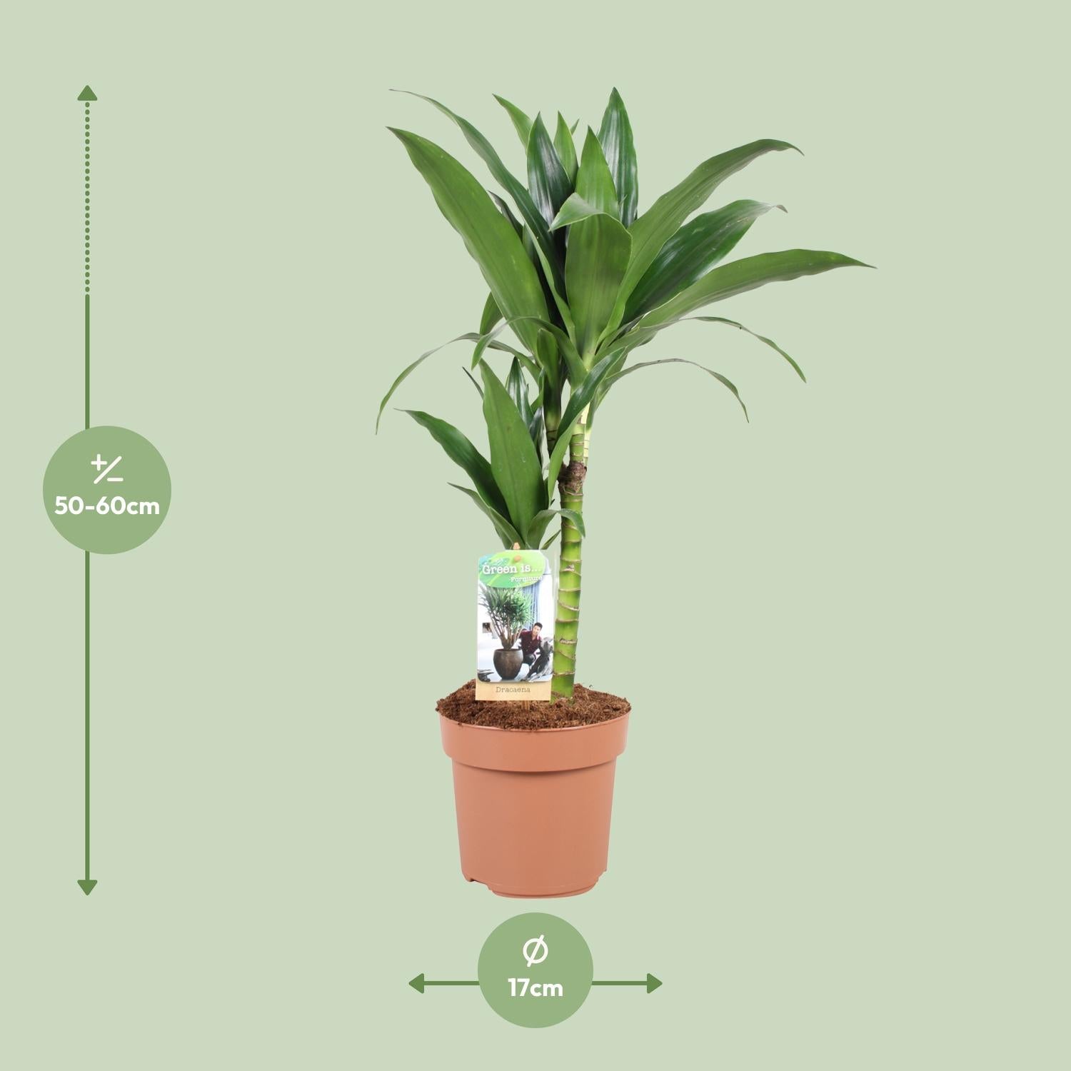 Dracaena Janet Craig 30-15 - Ø17Cm - ↕60Cm