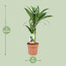 Dracaena Janet Craig 30-15 - Ø17Cm - ↕60Cm