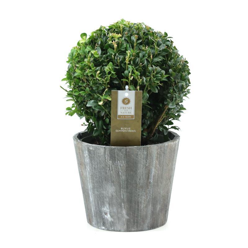 Buxus Semp. Ball Ø20Cm P17 In Wood - Ø19Cm - ↕35Cm