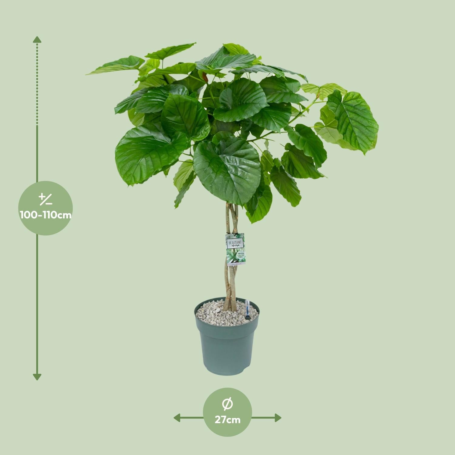 Ficus Umbellata (Gevlochten) - Ø27Cm - ↕120Cm