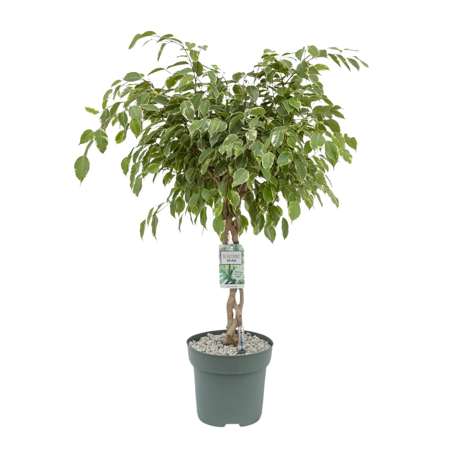 Ficus Safrana / Golden King - Ø27Cm - ↕100Cm