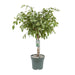 Ficus Safrana / Golden King - Ø27Cm - ↕100Cm