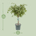 Ficus Safrana / Golden King - Ø27Cm - ↕100Cm