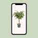 Ficus Safrana / Golden King - Ø27Cm - ↕100Cm