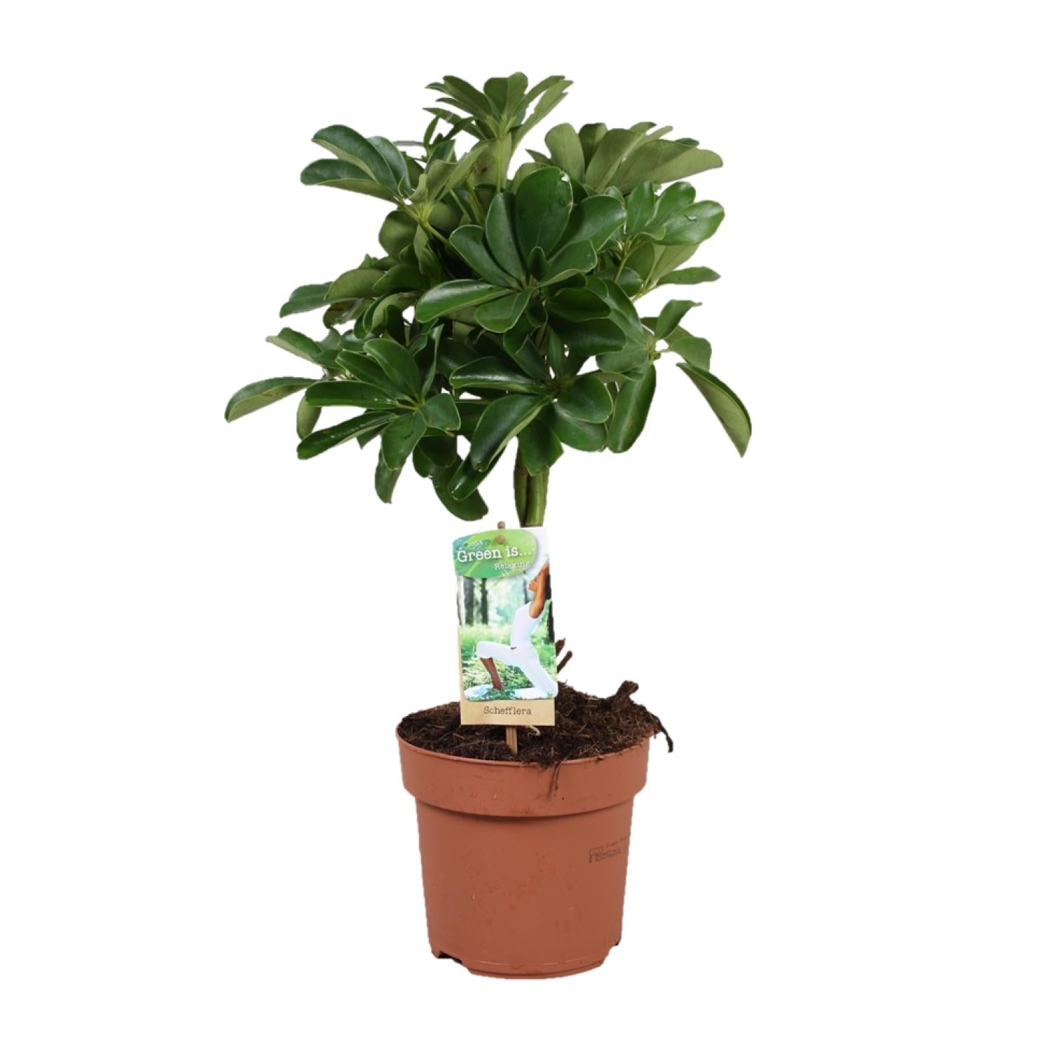 Schefflera Nora - Gevlochten Stam - Ø17Cm - ↕60Cm