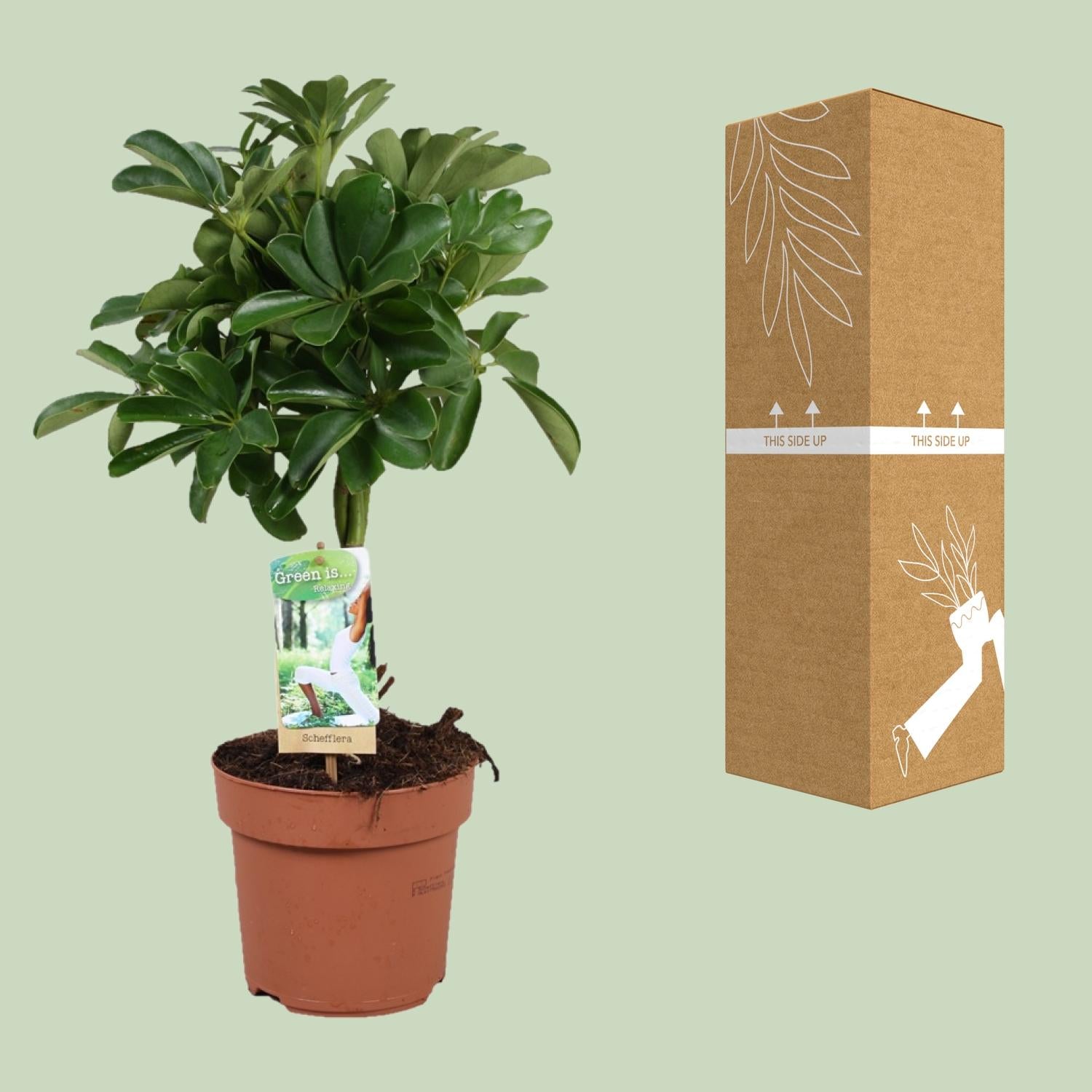 Schefflera Nora - Gevlochten Stam - Ø17Cm - ↕60Cm