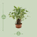 Philodendron Xanadu Op Stam - Ø22Cm - ↕50Cm