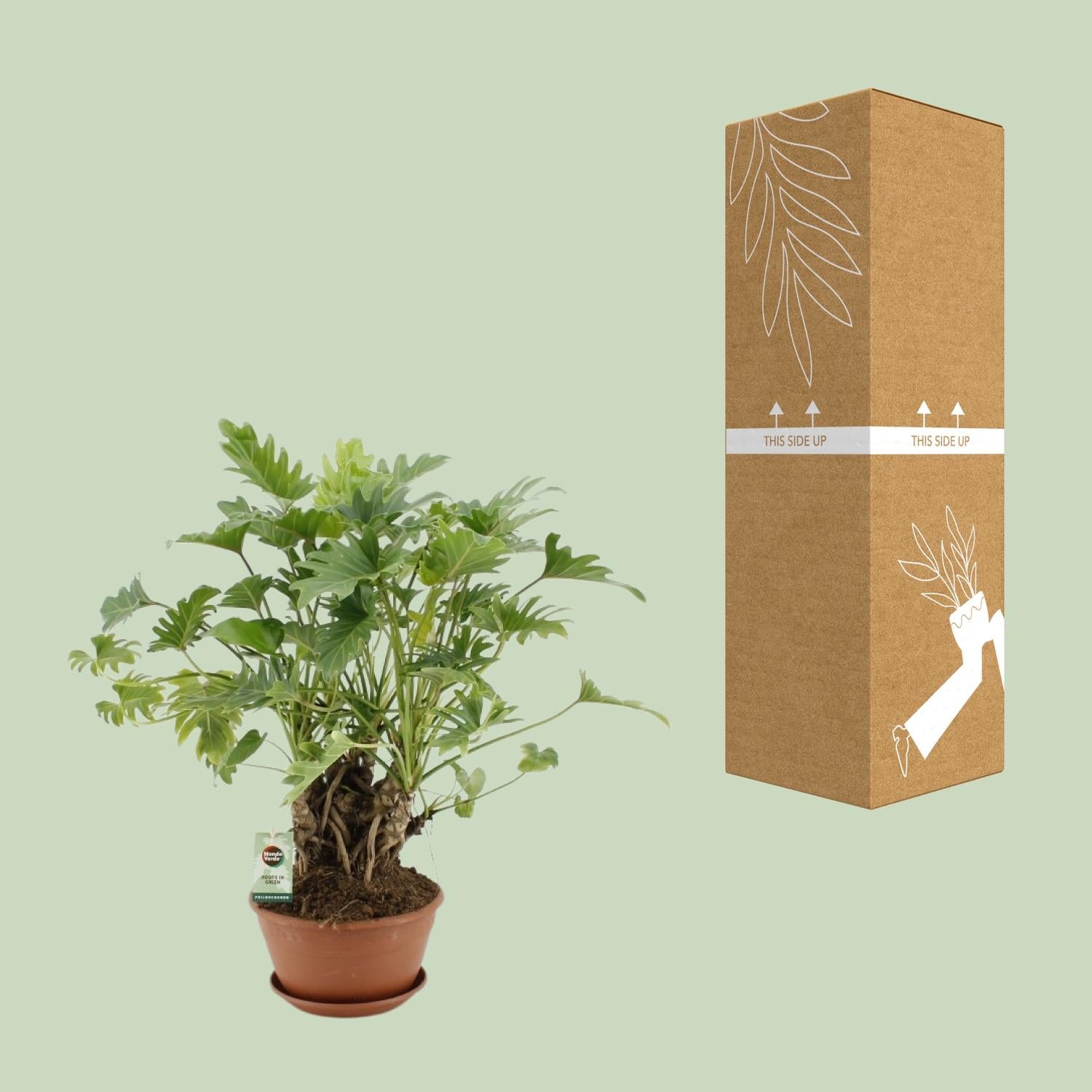 Philodendron Xanadu Op Stam - Ø22Cm - ↕50Cm