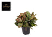 Aglaonema Pink Leopard - Ø19Cm - ↕40Cm