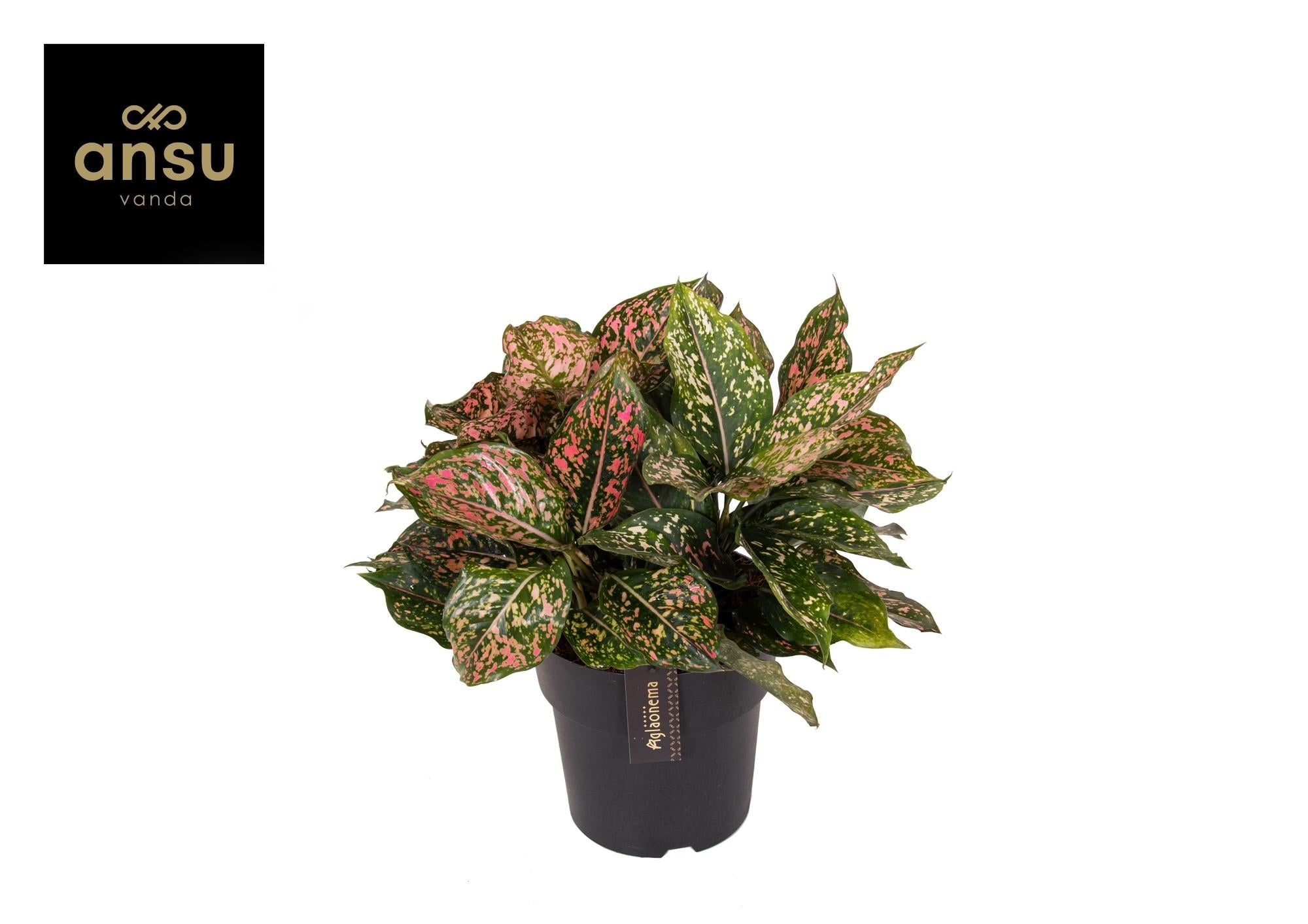 Aglaonema Pink Leopard - Ø19Cm - ↕40Cm