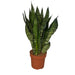 Sansevieria Zeylanica 3Pp - Ø17Cm - ↕55Cm