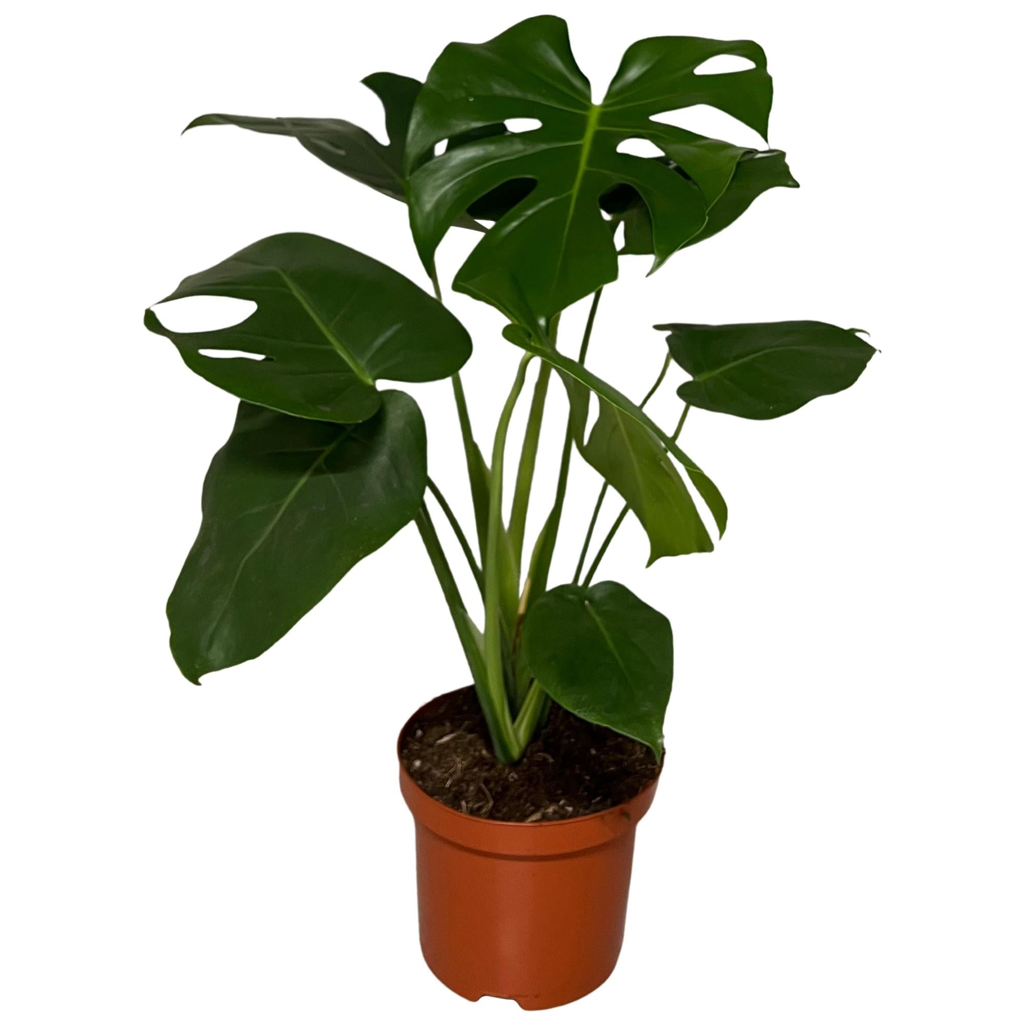 Monstera Delisoca - Ø19Cm - ↕65Cm