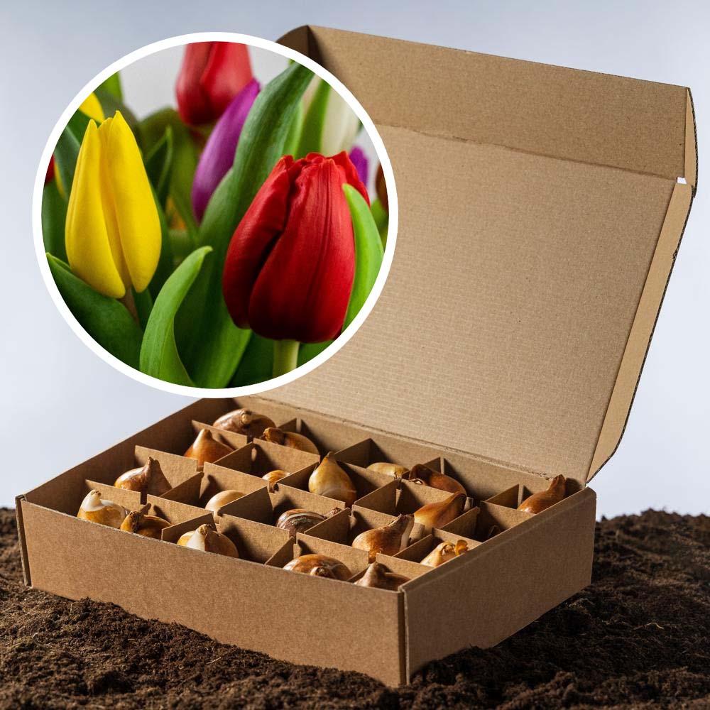 Tulpenbollen Kleurenmix