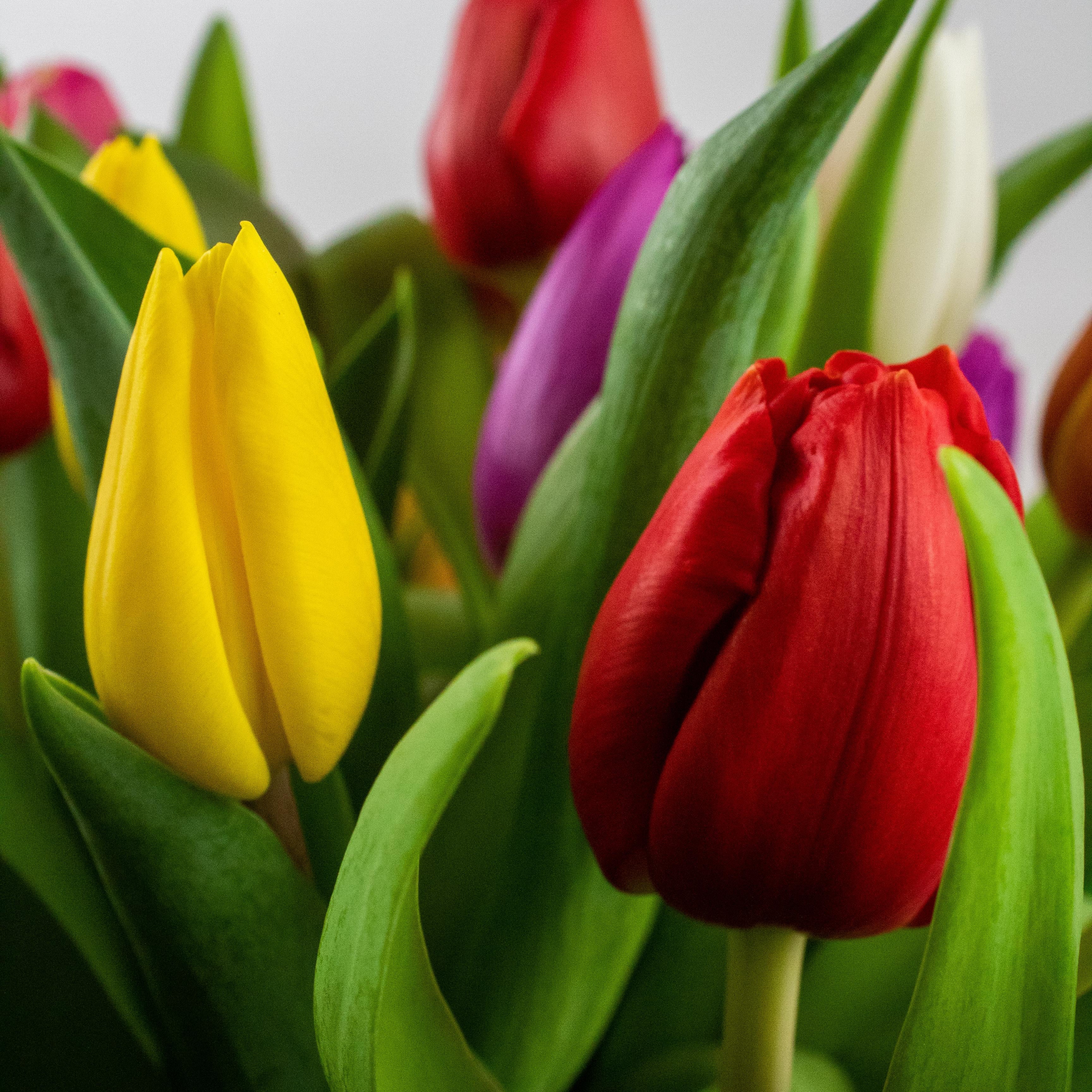 Tulpenbollen Kleurenmix