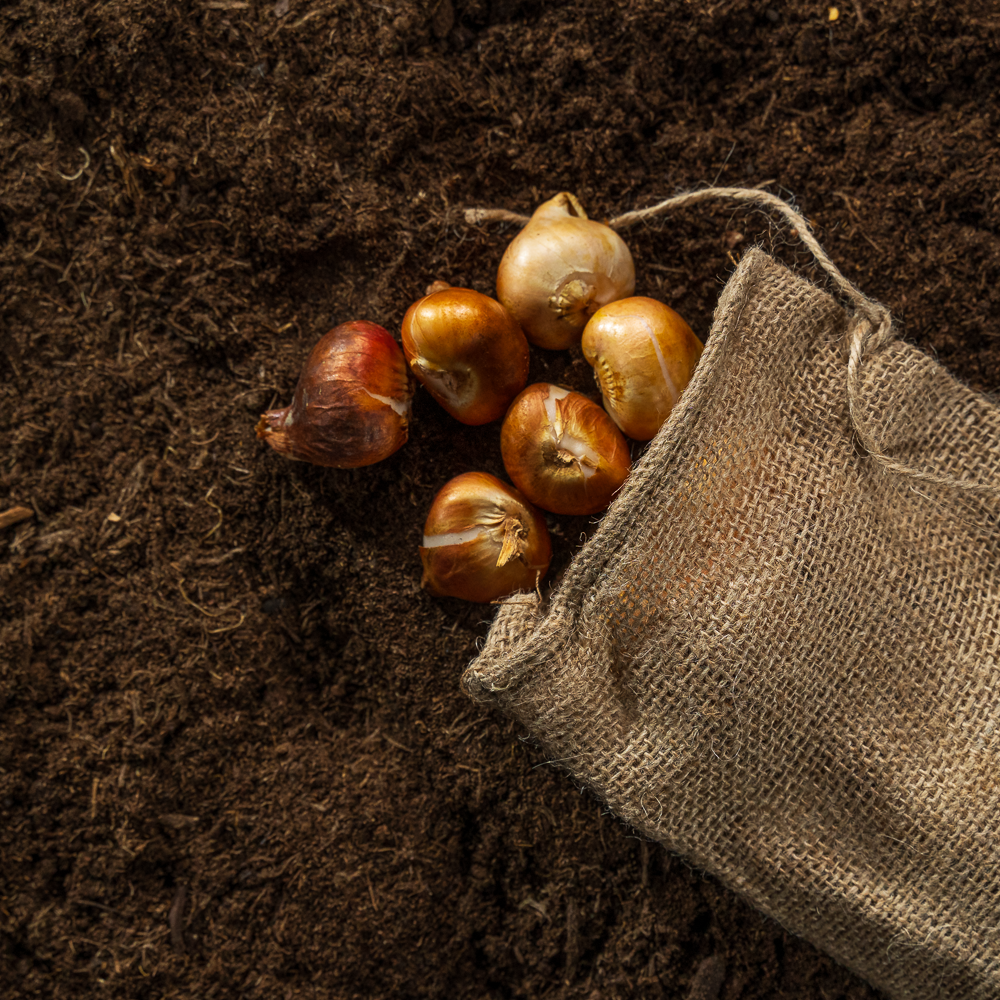 Tulpenbollen Kleurenmix
