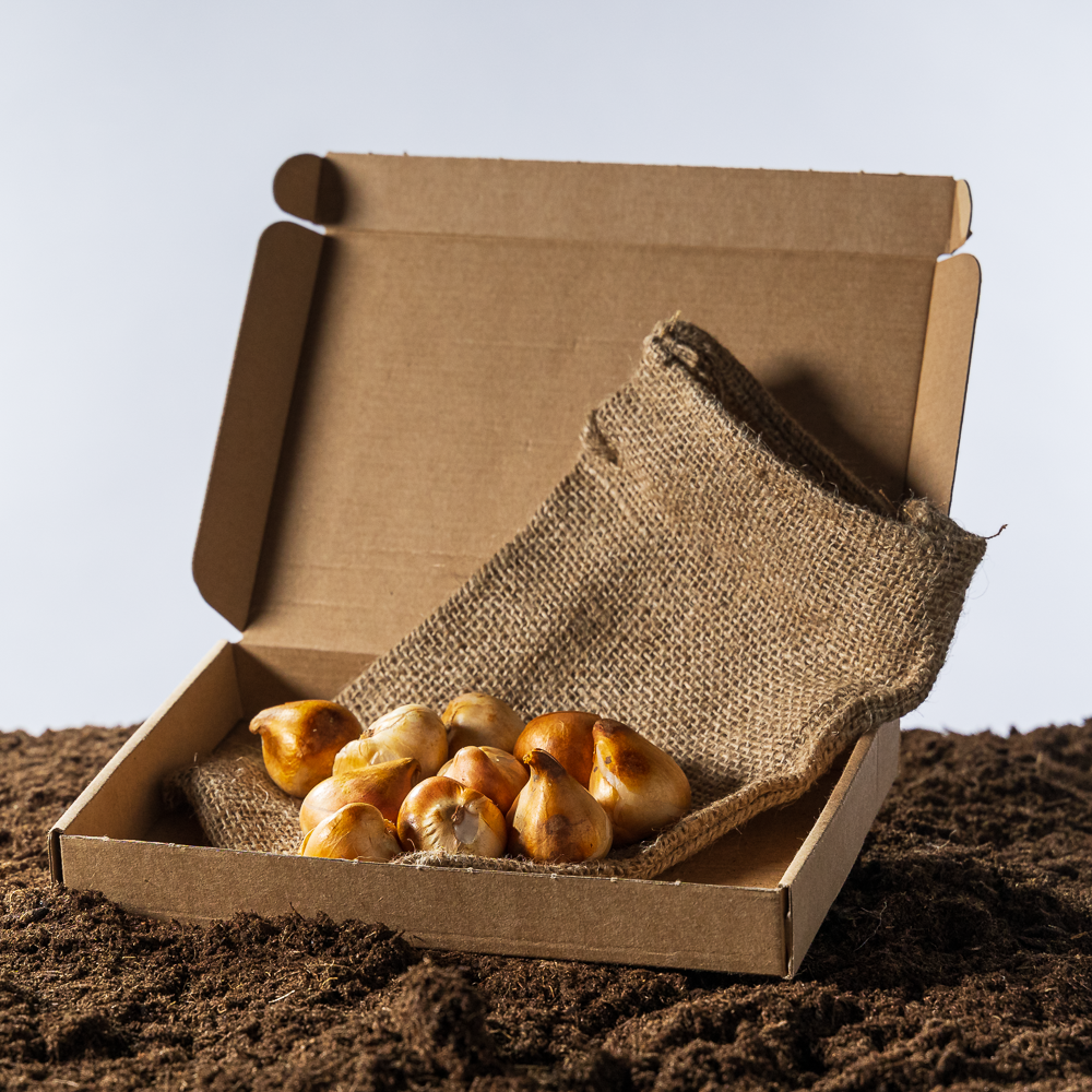 Tulpenbollen Kleurenmix