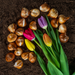 Tulpenbollen Kleurenmix