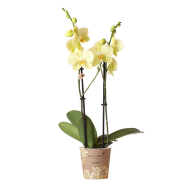 Kolibri Orchids | Gele Phalaenopsis Orchidee - Voltera - Potmaat Ø12Cm | Bloeiende Kamerplant - Vers Van De Kweker