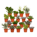 Everspring - Succulenten Mix - 18 Stuks - 10 Cm - Ø8,5