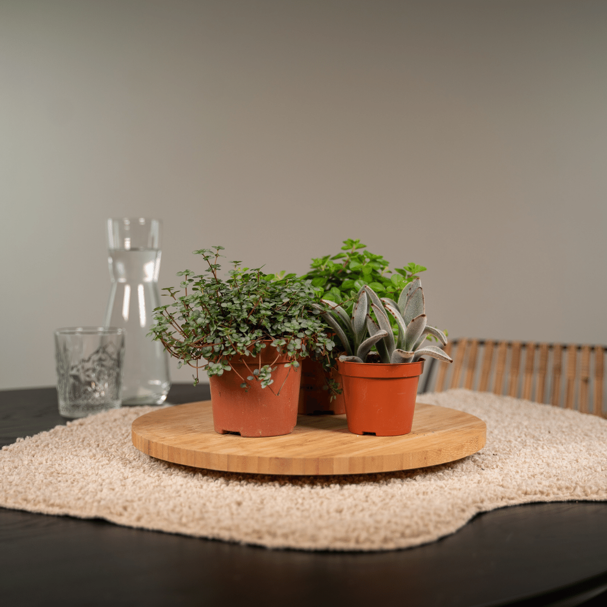 Everspring - Succulenten Mix - 18 Stuks - 10 Cm - Ø8,5