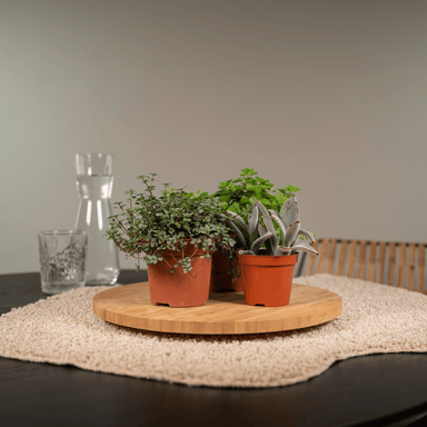 Everspring - Succulenten Mix - 18 Stuks - 10 Cm - Ø8,5