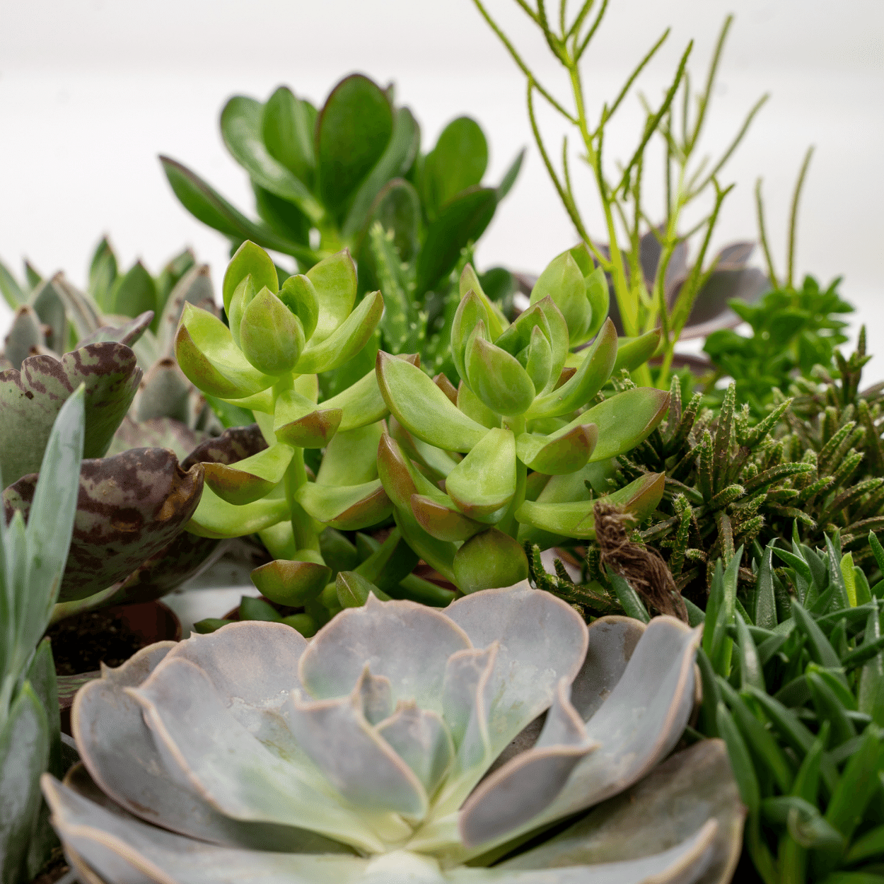 Everspring - Succulenten Mix - 18 Stuks - 10 Cm - Ø8,5