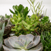 Everspring - Succulenten Mix - 18 Stuks - 10 Cm - Ø8,5