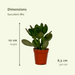 Everspring - Succulenten Mix - 18 Stuks - 10 Cm - Ø8,5