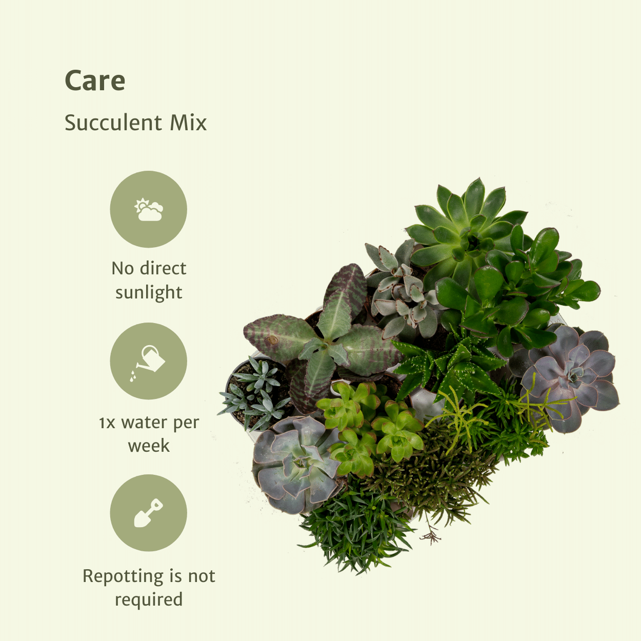 Everspring - Succulenten Mix - 18 Stuks - 10 Cm - Ø8,5