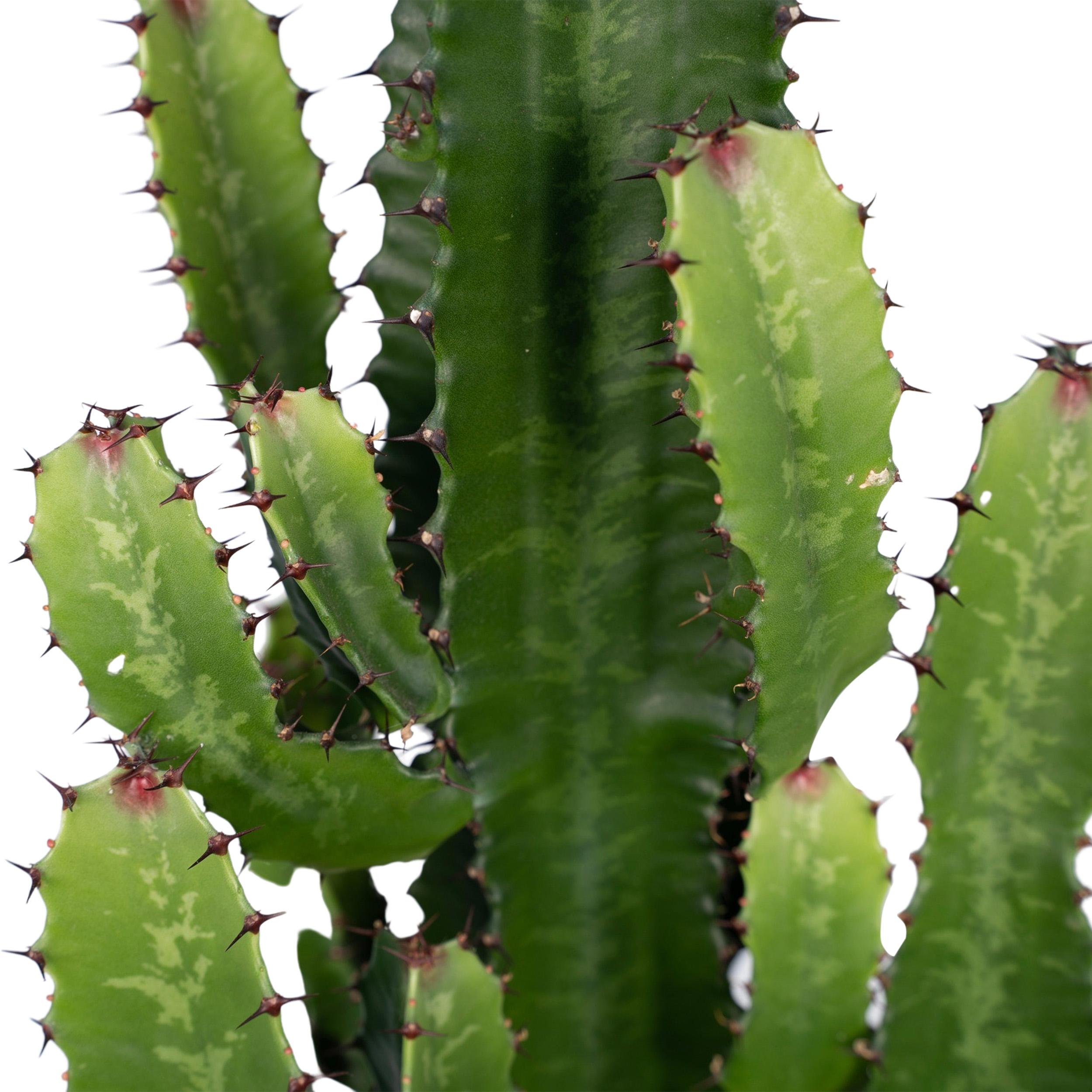 Euphorbia Acrurensis