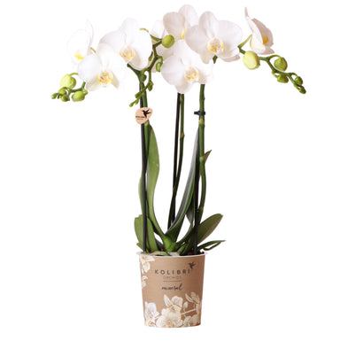 Kolibri Orchids | Witte Phalaenopsis Orchidee - Amabilis - Potmaat Ø9Cm | Bloeiende Kamerplant - Vers Van De Kweker