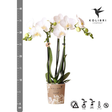 Kolibri Orchids | Witte Phalaenopsis Orchidee - Amabilis - Potmaat Ø9Cm | Bloeiende Kamerplant - Vers Van De Kweker