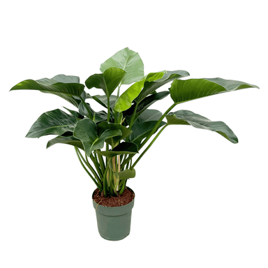 Philodendron Green Beauty - 120Cm - ⌀30