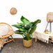 Philodendron Green Beauty - 120Cm - ⌀30