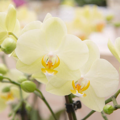 Kolibri Orchids | Gele Phalaenopsis Orchidee - Mexico - Potmaat Ø9Cm | Bloeiende Kamerplant - Vers Van De Kweker