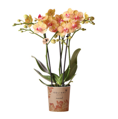 Kolibri Orchids | Oranje Phalaenopsis Orchidee Potmaat Ø9Cm | Bloeiende Kamerplant - Vers Van De Kweker